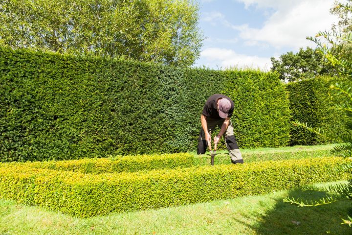 Gardener,Clipping,Box,Hedge,In,Tudor,Knot,Garden.